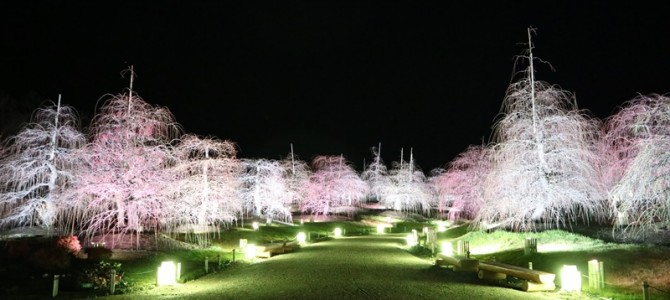 鈴鹿の森庭園　夜間ライトアップ開始！