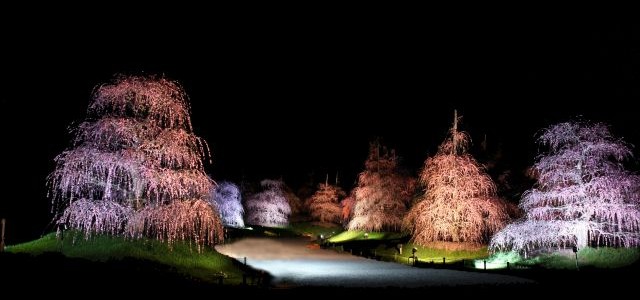 今年の「鈴鹿の森庭園」がすごいらしい！