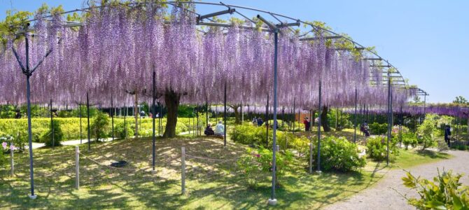 期間限定公開！レッドヒルヒーサーの森　藤のガーデン